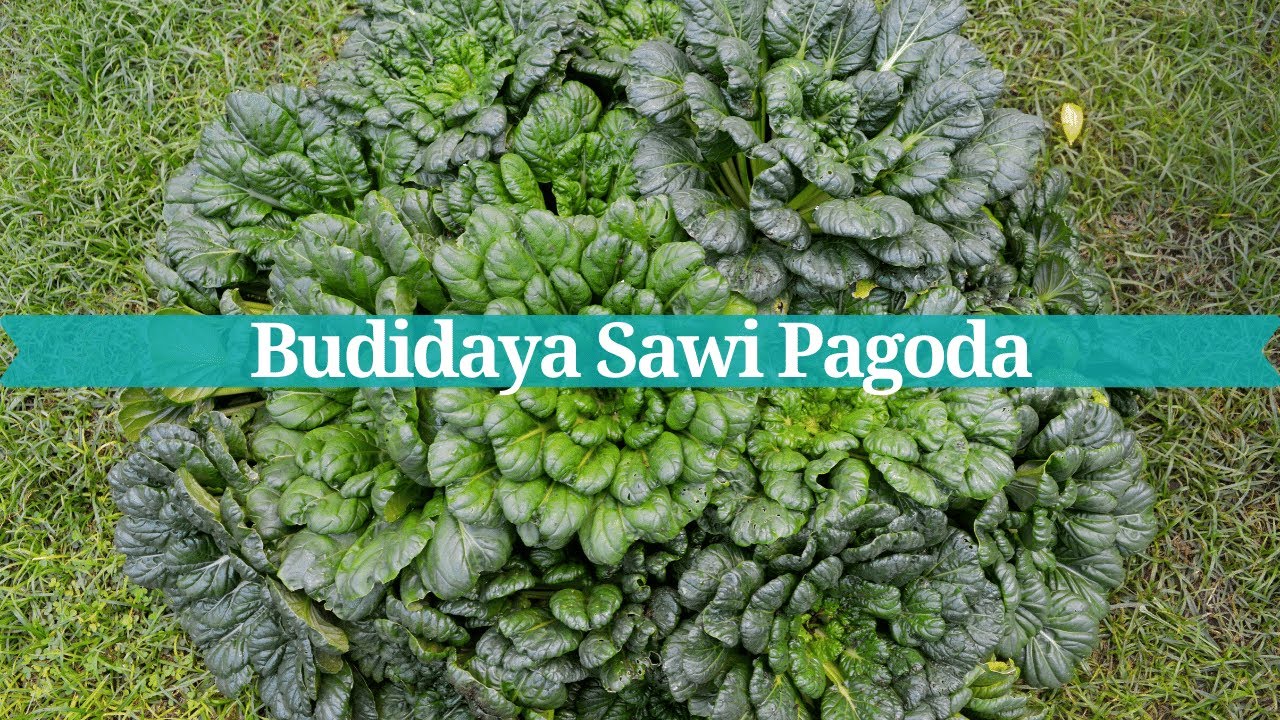 Sawi Pagoda Tanam Hingga Panen