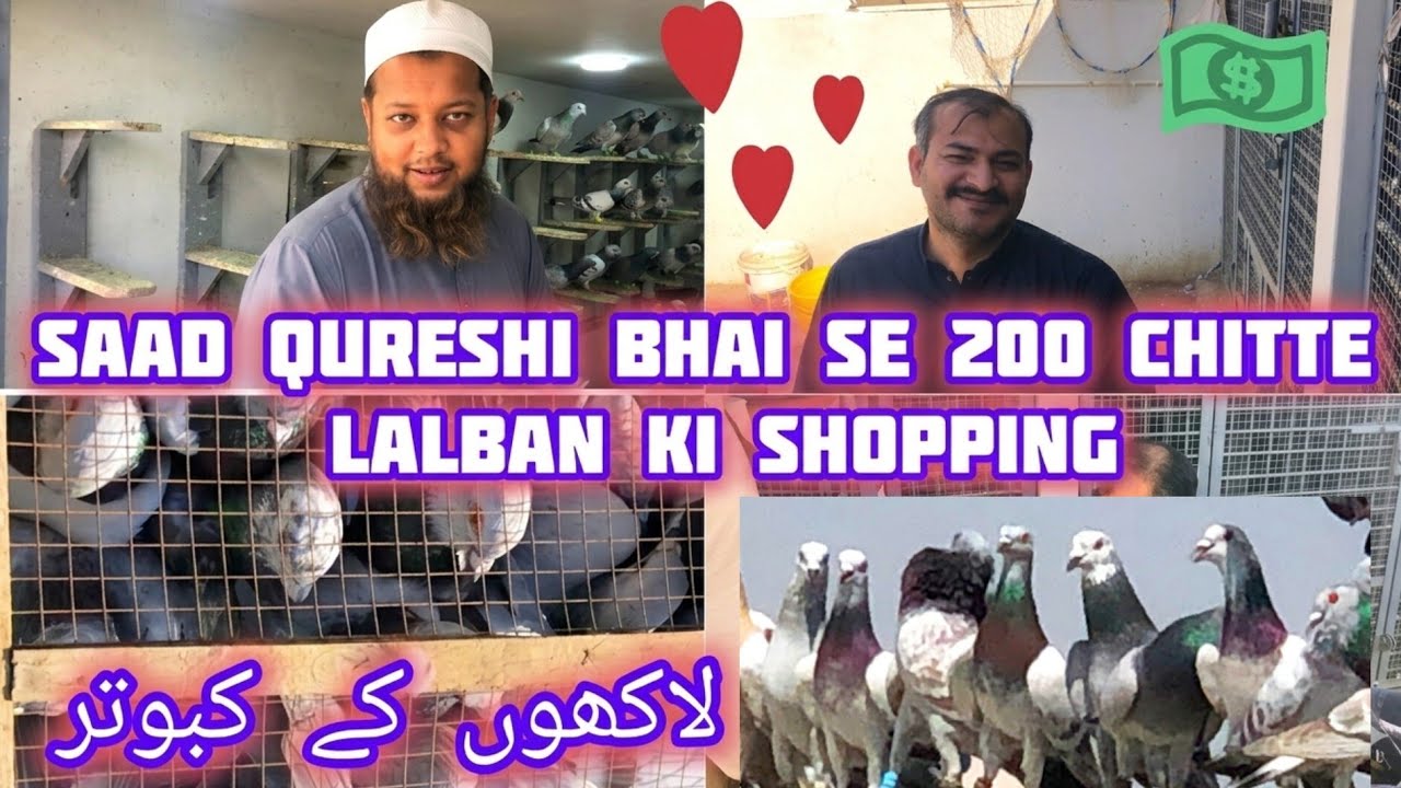 King Saad qureshi Bhai SE 200 chitte lalban ki shopping lakhon ke kabutar sold | Aamir ustad 2026 