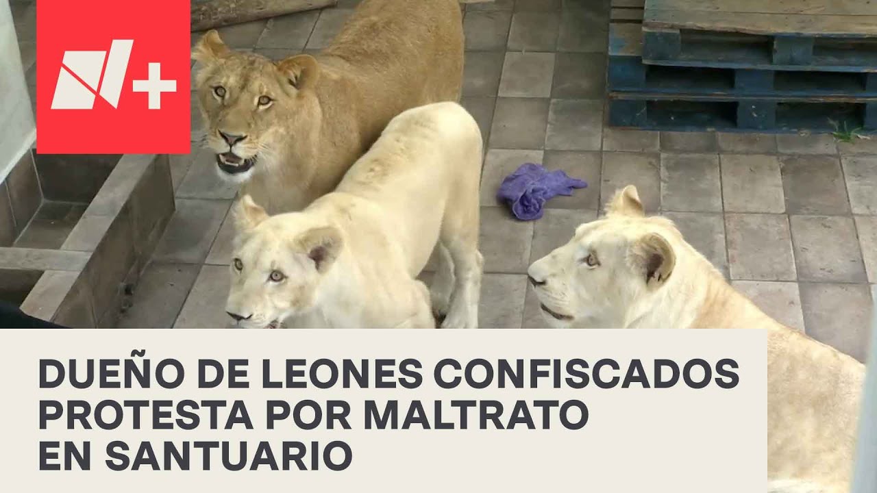 Capitalinos llevan carne para alimentar a felinos en santuario del Ajusco - En Punto