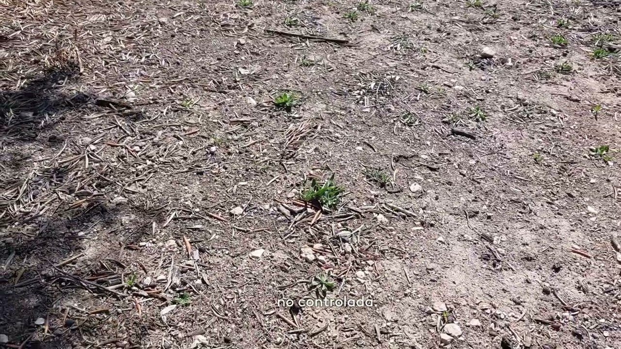 Visita Virtual Ensayo Agil - Anibal en Olivar 📍Tozar