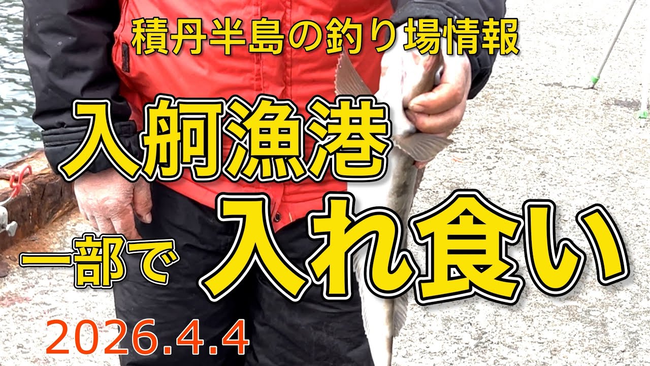 入舸漁港一部で入れ食い【積丹半島の釣り場情報　2026.4.4】