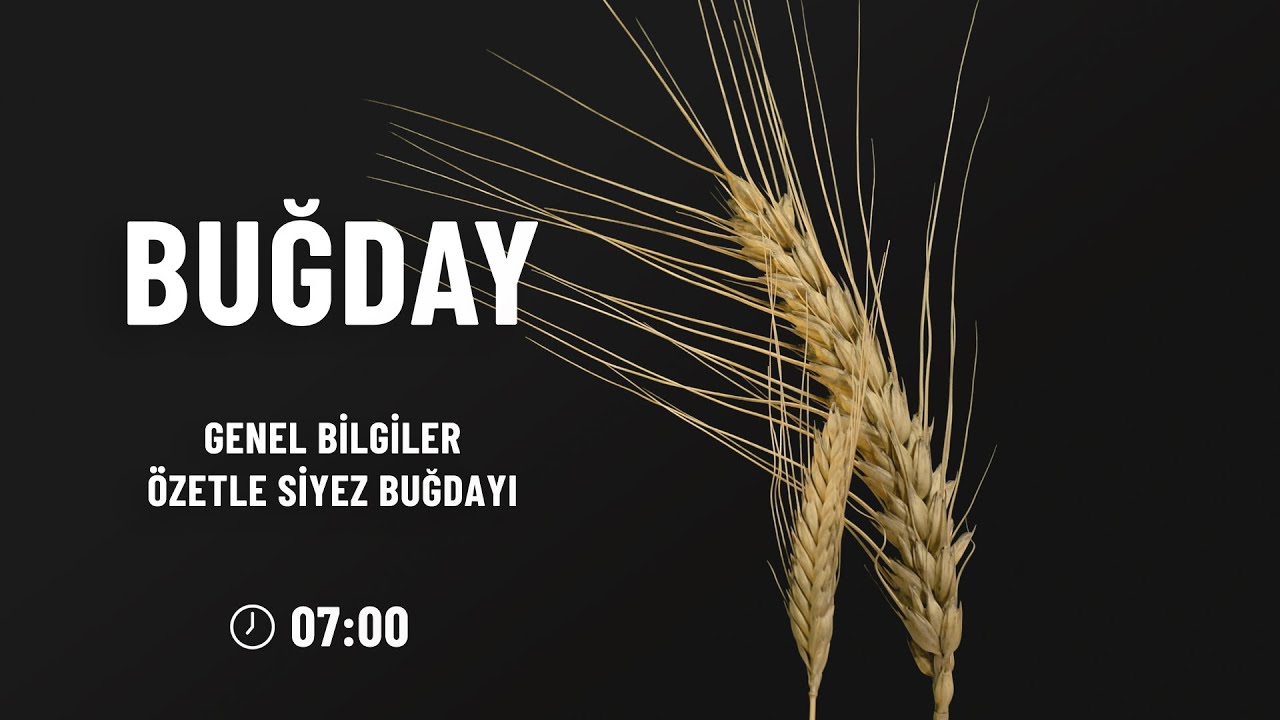 Buğday Hakkında Genel Bilgiler ve Siyez
