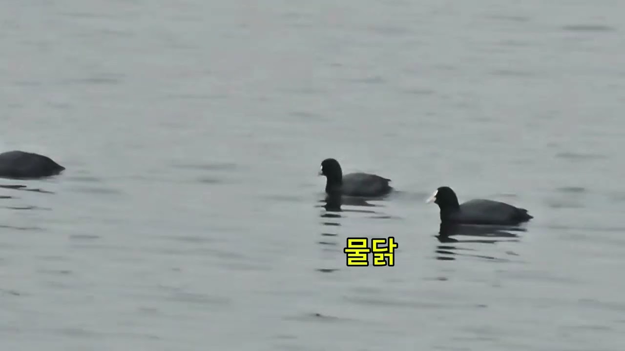심곡천,공촌천 하구 겨울풍경