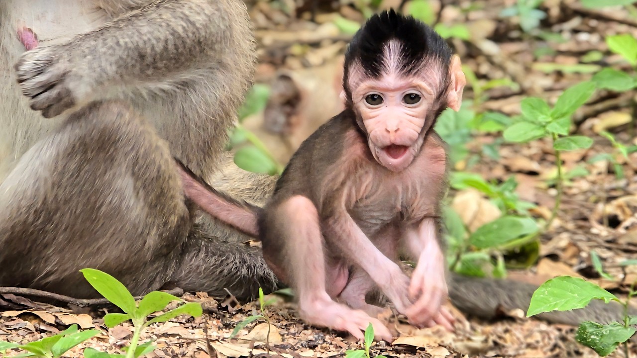 The mother monkey tries to hold the tail of the cute little monkey so that it doesn't go far