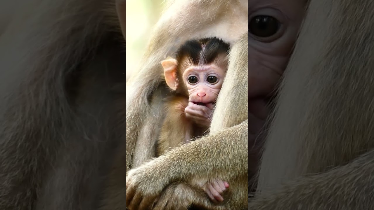 Priority! Katrina found Safe place for baby monkey Kenzo.