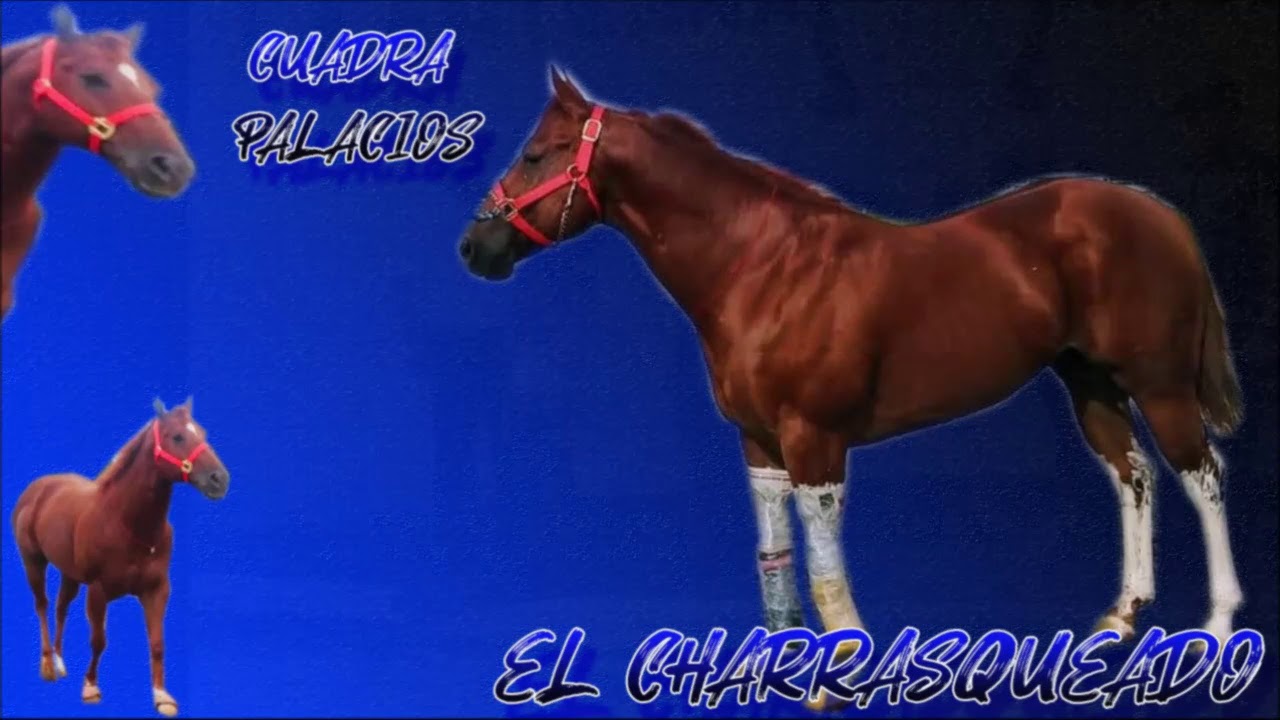 Chuny González - El Charrasqueado