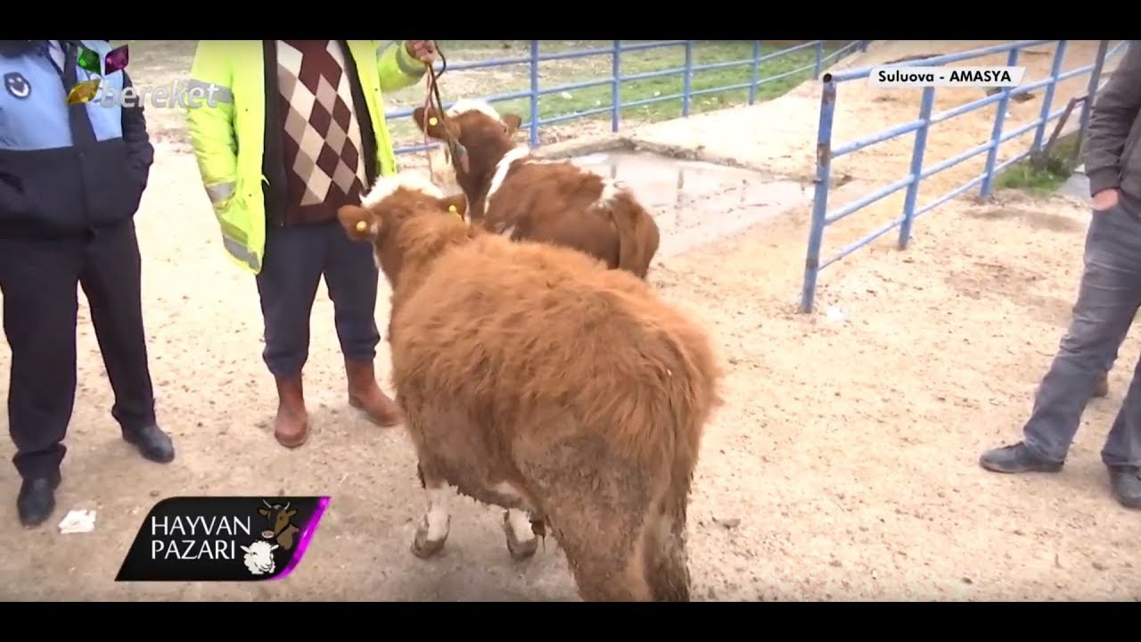 Hayvan Pazarı - 2 Adet Simental Melezi Fiyatı / Amasya - Suluova