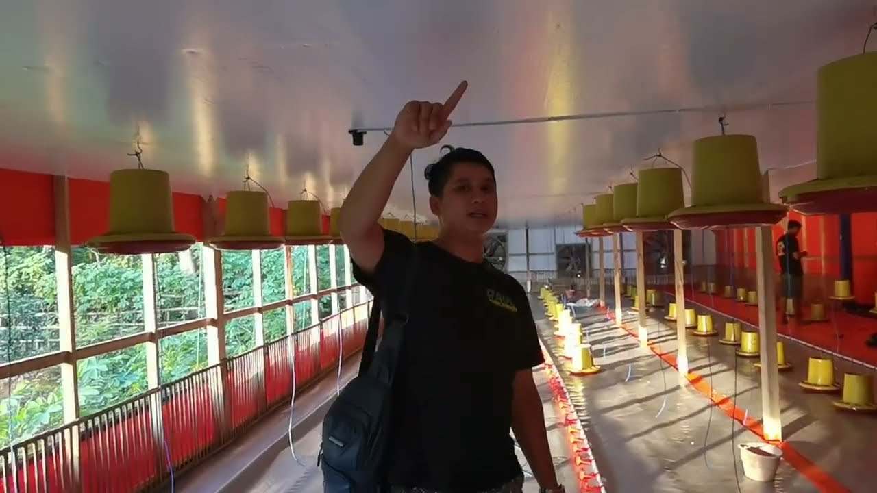 Ukuran kandang ideal untuk awal Ternak ayam Broiler