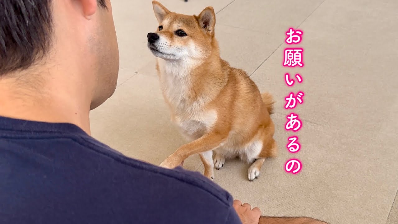 可愛い顔で近づけば何でもしてくれると思ってる柴犬の行動が可愛すぎる