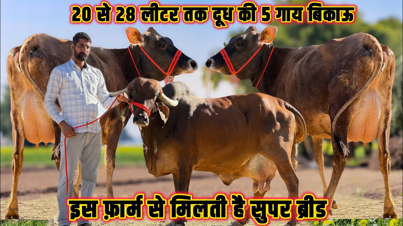 20 से 28 लीटर दूध सिर्फ कांटे तोलने वाला👍क्रॉस ब्रीड की टॉप गाय बिकाऊ☝️High Milking Cows For Sale 