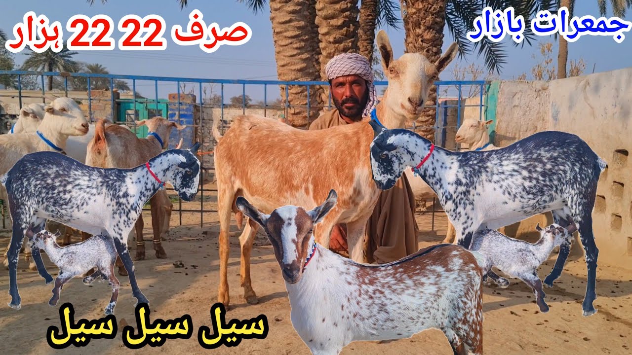جمعرات بازار قیمت صرف 20 سے 22 ہزار پیور روسی رشین بکریاں کال نمبر 03127009575
