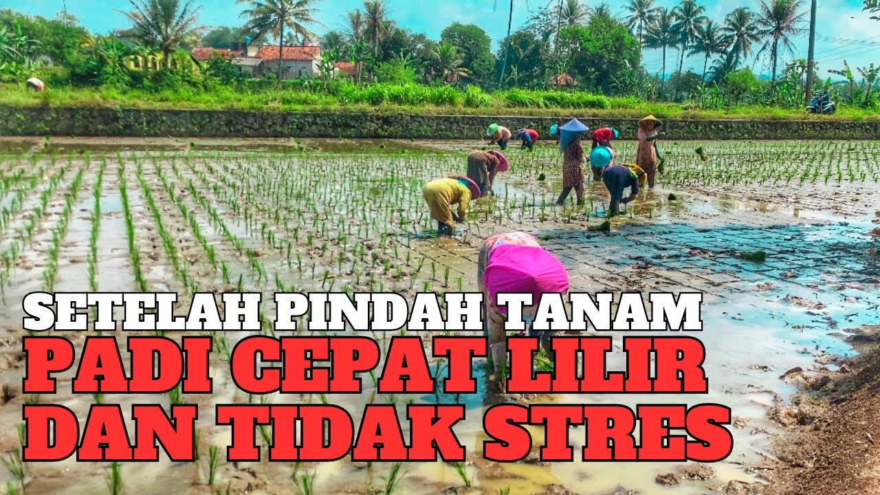 Cara supaya tanaman padi tidak stres cepat lilir tumbuh subur setelah pindah tanam atau tandur