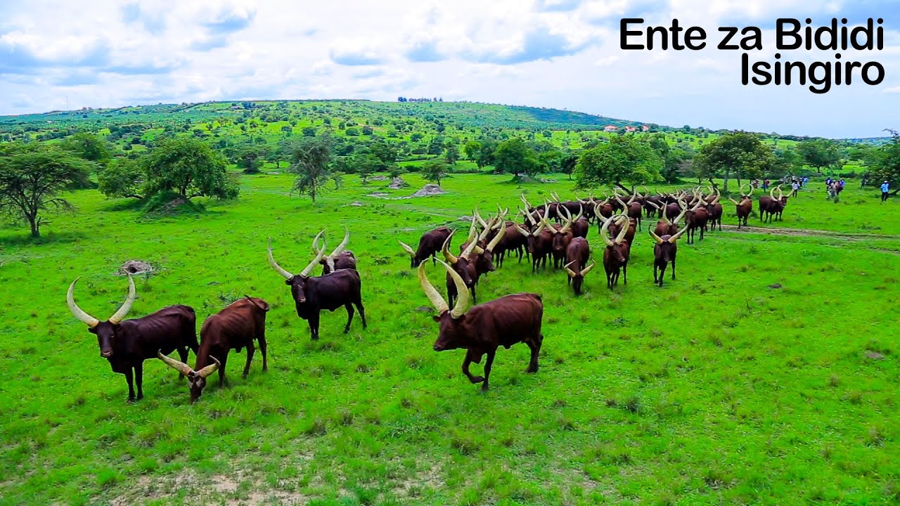 Bididi’s Cows - Bukanga Isingiro