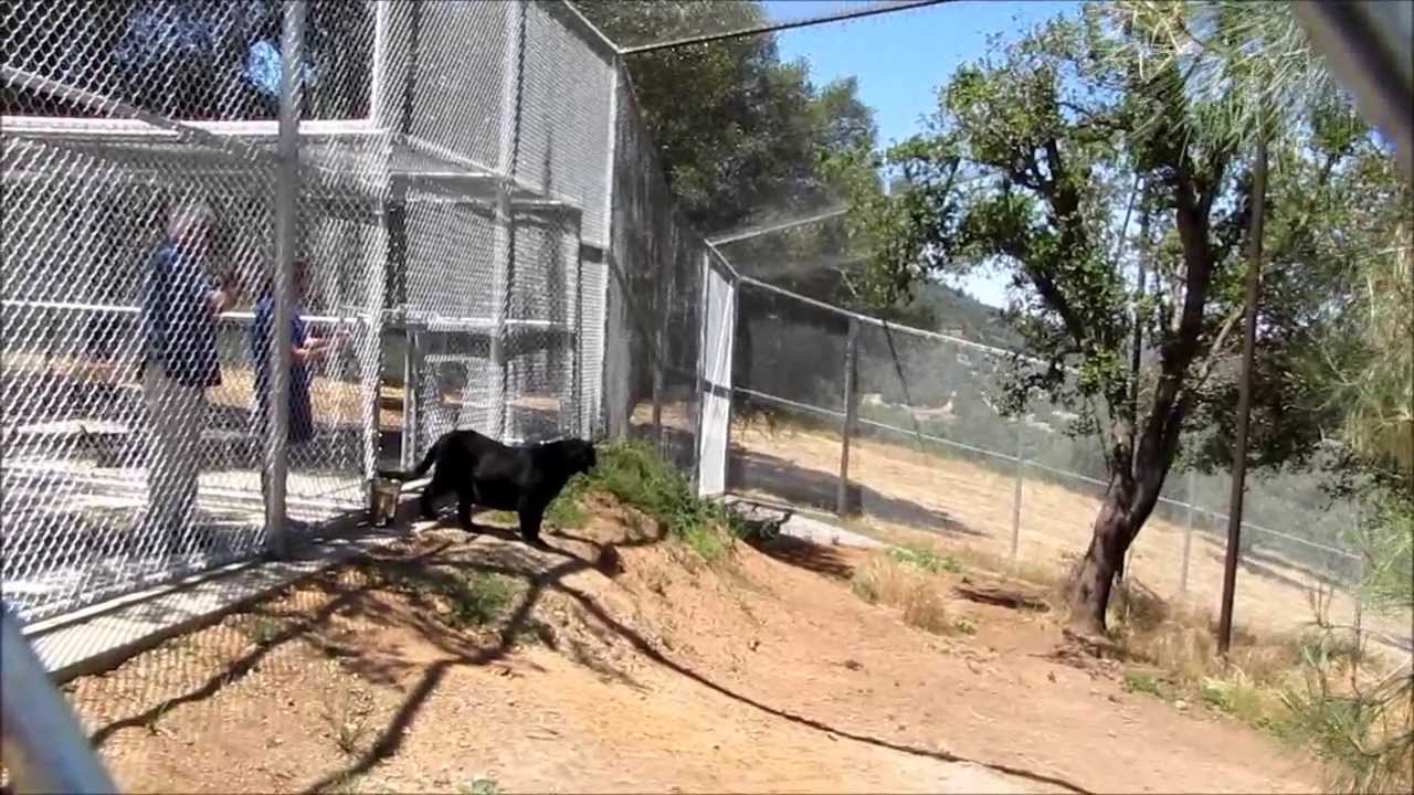 Black Leopard: Alexander Moves To PAWS' ARK 2000
