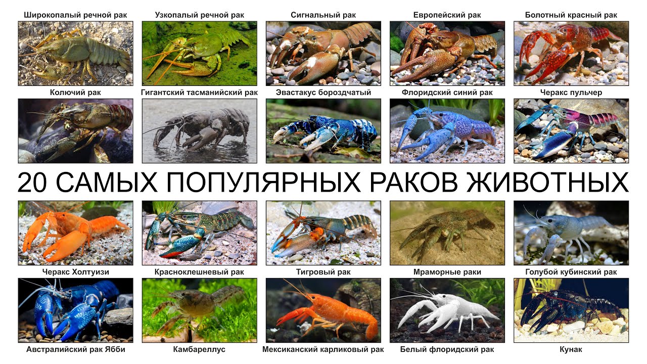 Топ 20 САМЫХ ПОПУЛЯРНЫХ РАКОВ ЖИВОТНЫХ