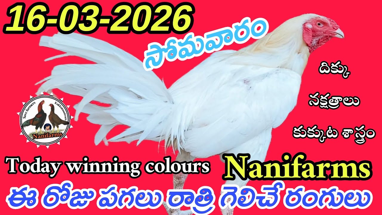 16 March 2026 Today winning colours//Nanifarms colourupdate//kukkutasastram telugu #colorupdate 