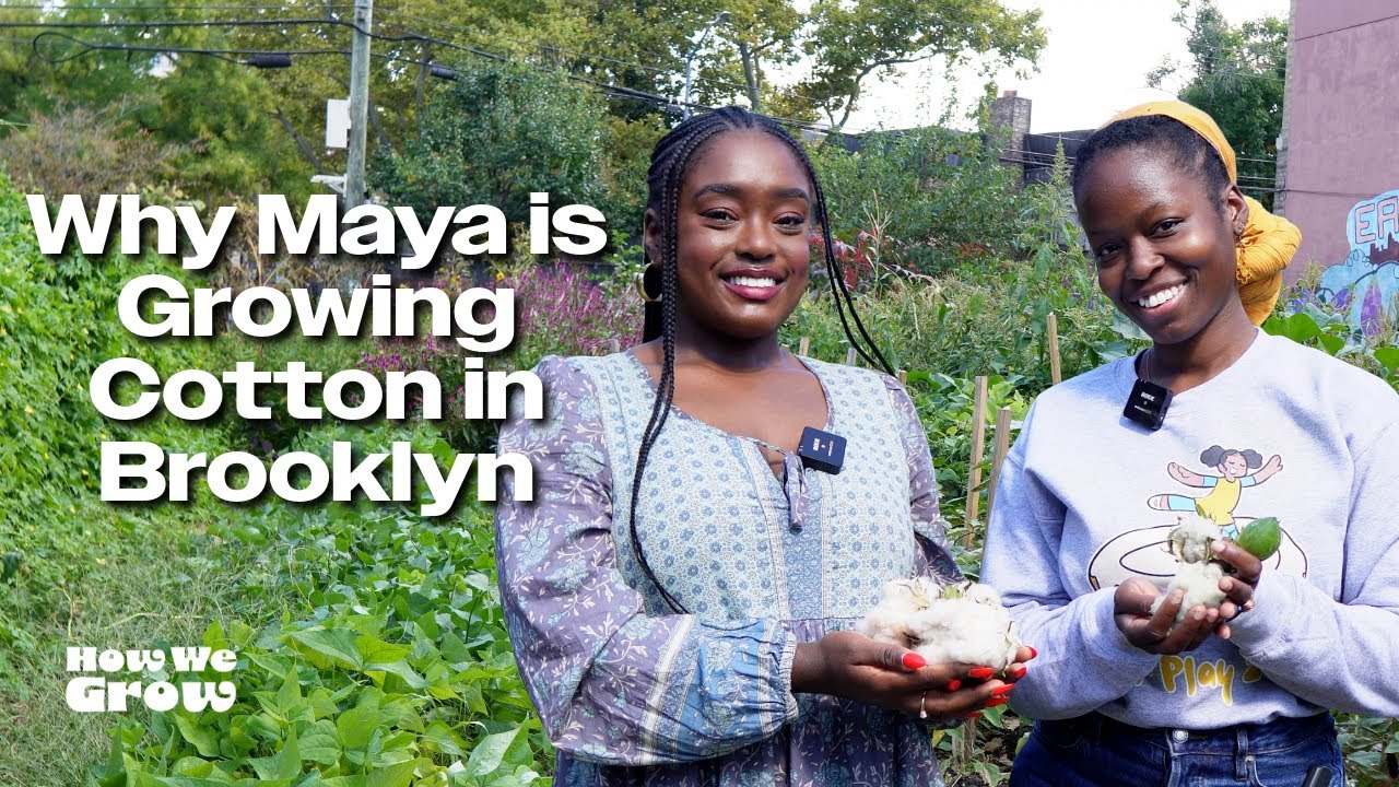 Why Maya is Growing Cotton in Brooklyn