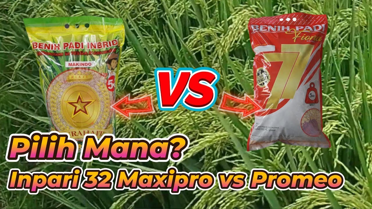 Inpari 32 Promeo dan Inpari 32 Maxipro, Pilih mana?