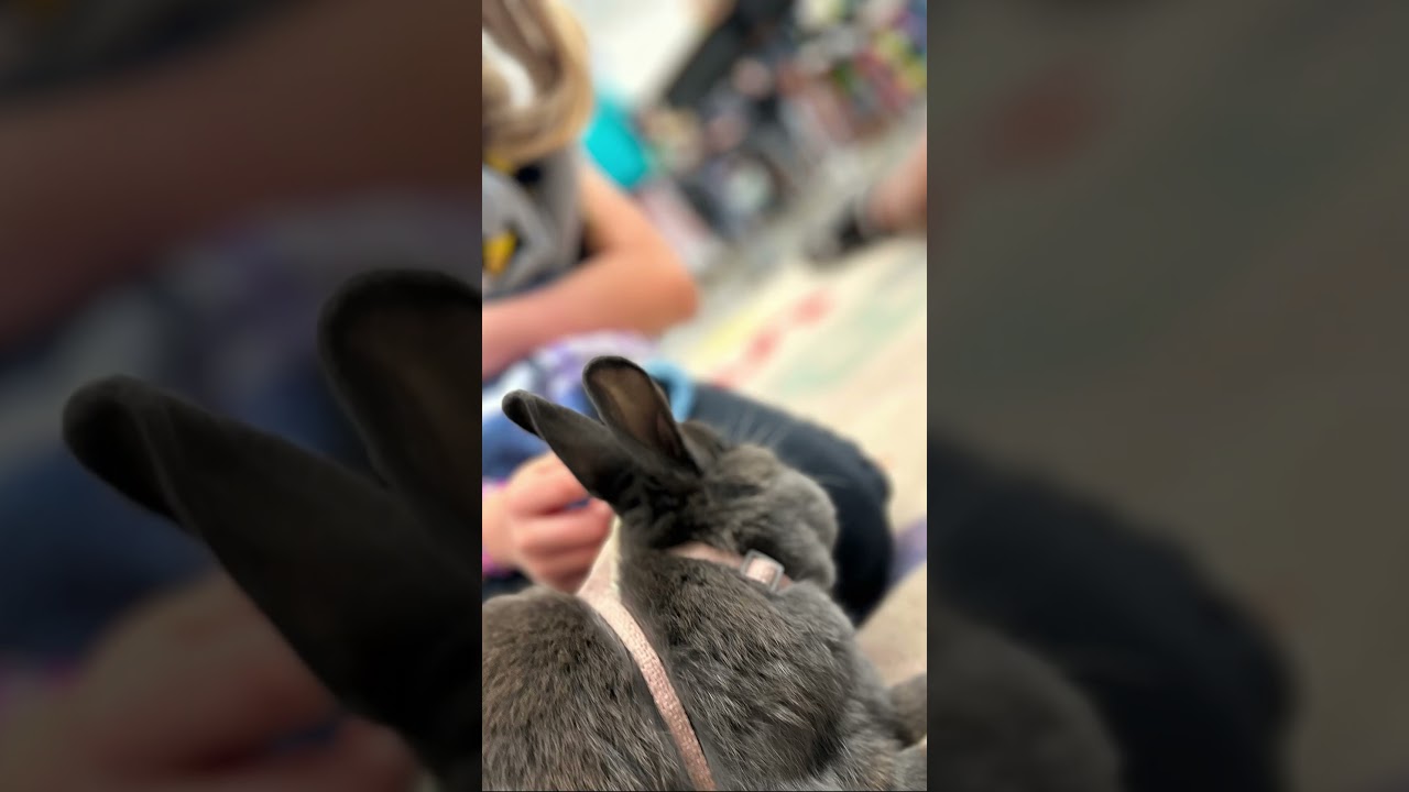 Chanchita the Therapy bunny he is great at what she does❤️ please follow her story ❤️￼￼