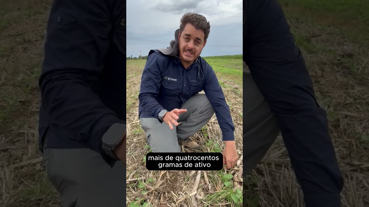 Sintomas de Fito de Pr&eacute;-Emergentes: Como identificar e Mitigar