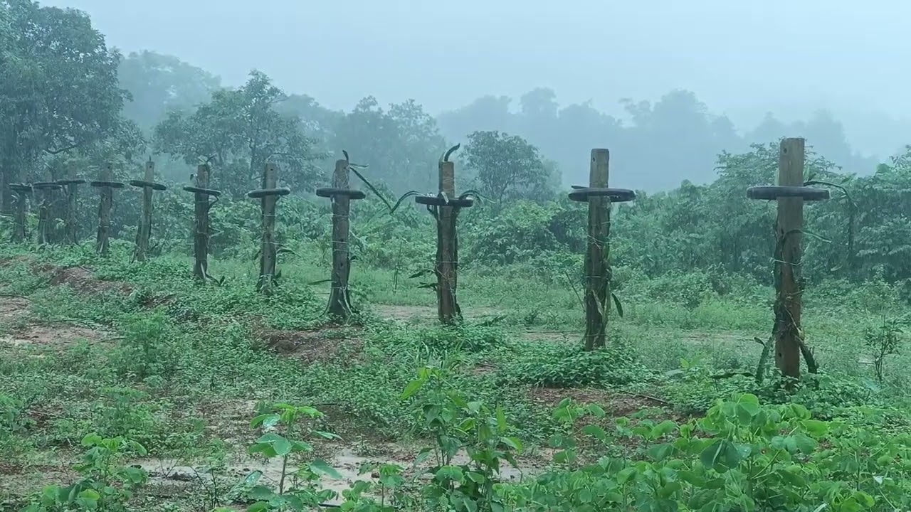 100acre farmland @kundapura more properties details plz call 9741468848