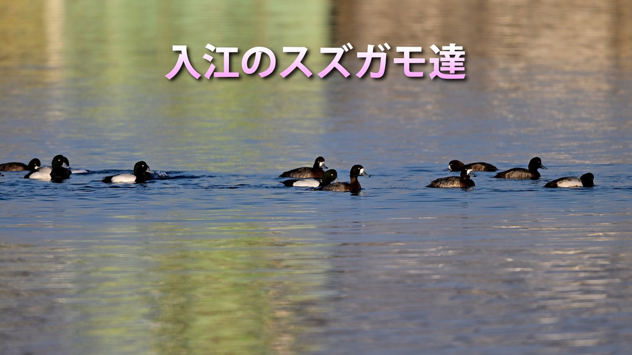 入江のスズガモ達