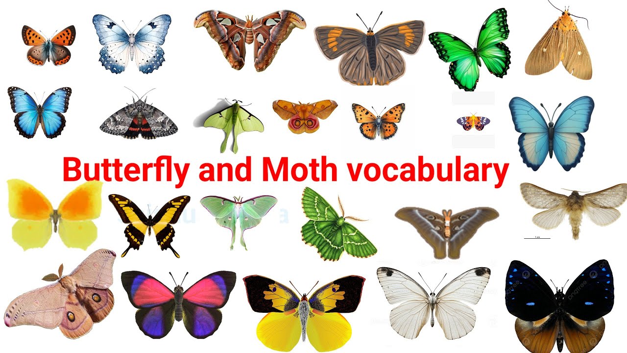 Butterfly and Moth vocabulary।Butterfly and Moth name in English।Butterfly and Moth with picture।