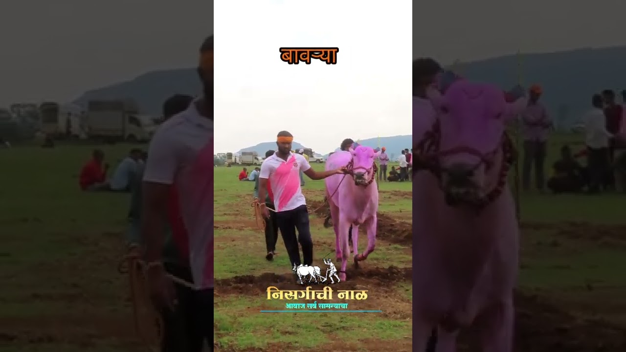 बावऱ्या #nisrgachinal  #short