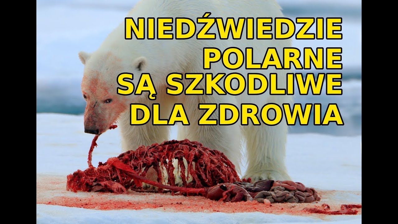 Załoga U-boota kontra arktyczny drapieżnik [U-601]