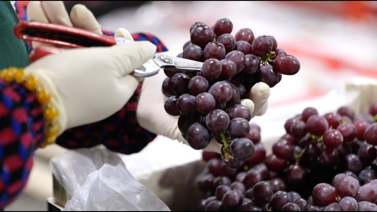 Chancay Port speeds up delivery of Peruvian grapes to Chinese homes