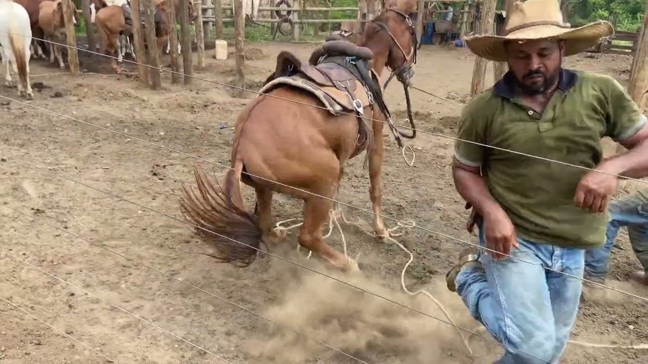 “Os dois Burros mais brutos da nossa tropa”