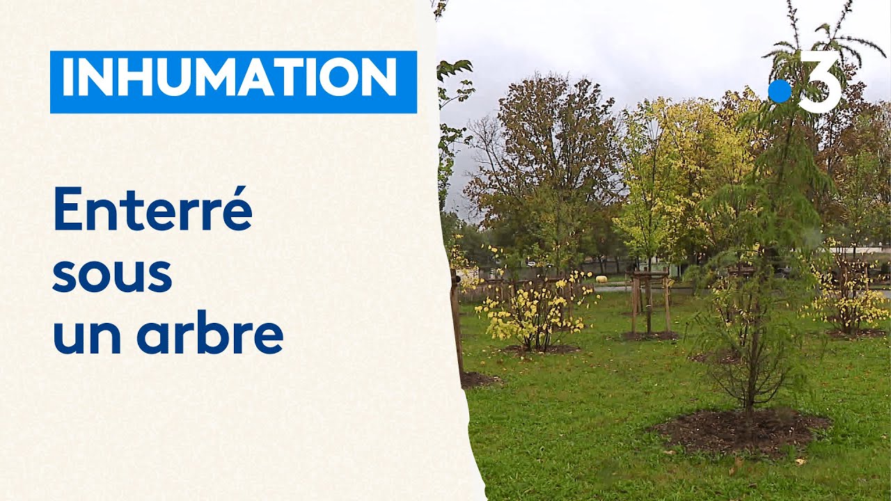 Voici une for&ecirc;t cin&eacute;raire : des urnes fun&eacute;raires au pied des arbres, 