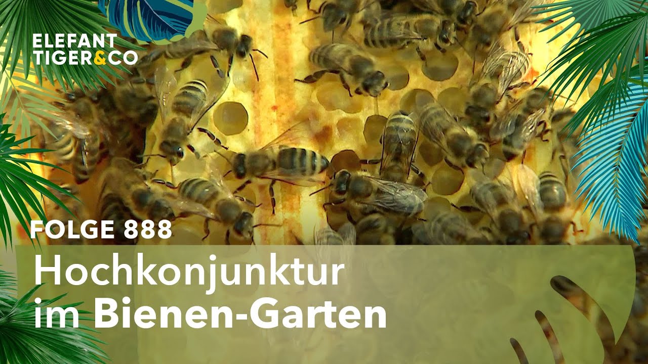 Ein Summen und Brummen (Folge 888) | Elefant, Tiger & Co. | MDR