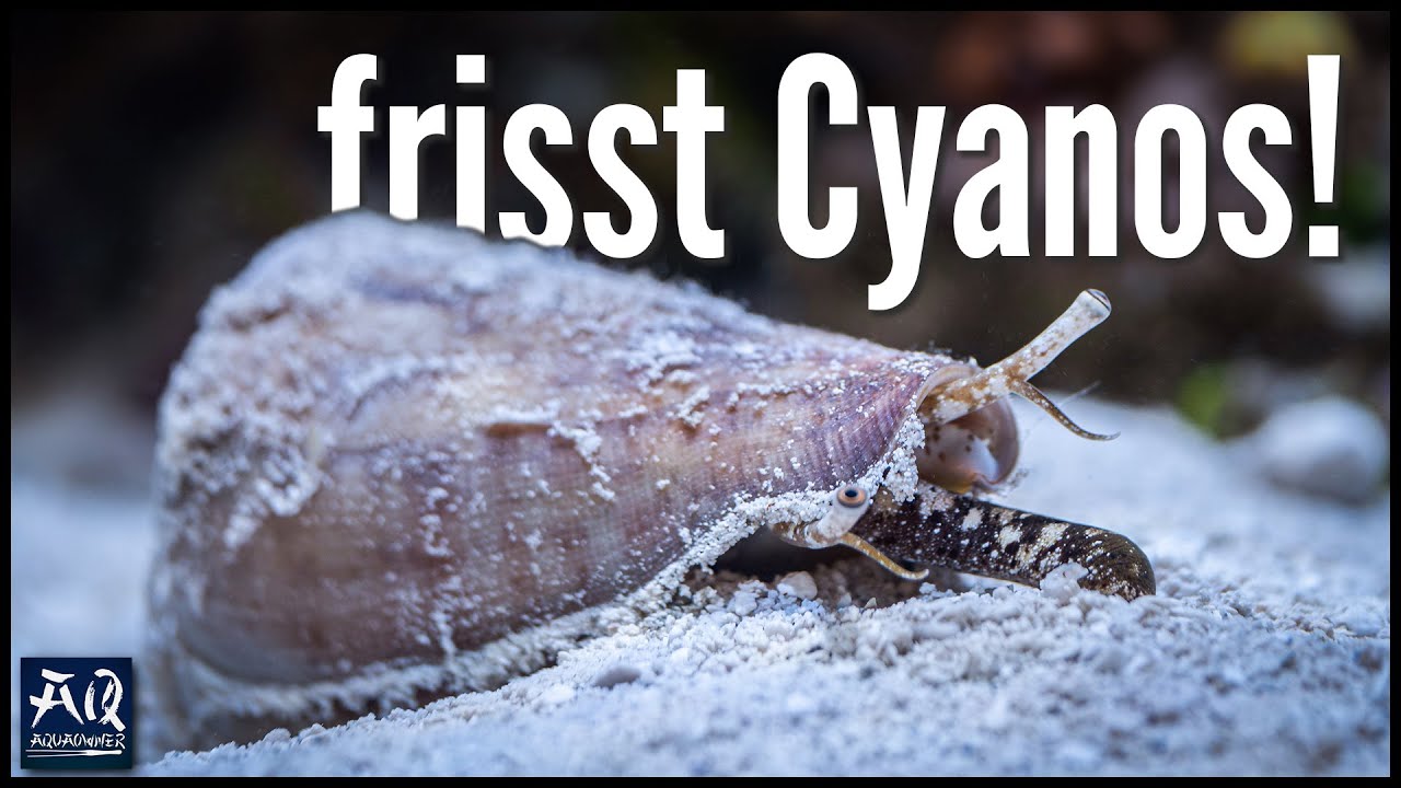 Die beste Schnecke f&uuml;r Meerwasser Aquarien! | AquaOwner