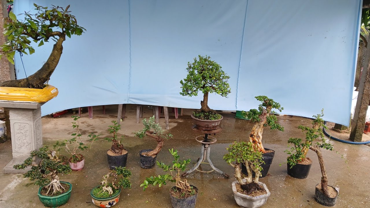 Trưa 6/3 #0346714857 gl hải châu. Sam trái.lộc vừng. Chồi mồi.trắc nghệ. Hồng quân...bao ship ❤️❤️❤️