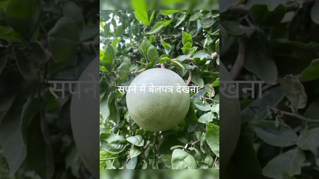 #सपने में बेलपत्र देखना#सपने 