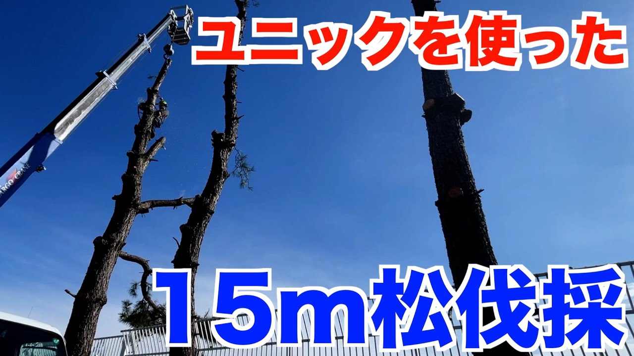 16m松伐採　初めてユニックとパッカー車を使って作業　【庭師　伐採　特殊伐採　トラブル　危険】