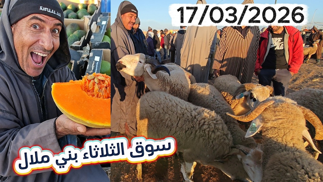 فين وصل ثمن حولي  من #سوق بني ملال #الاسبوعي #لحم #مواشي #المغرب  17/03/2026