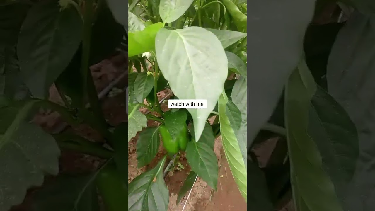 8 Weeks Pepper Growth &ndash; From Seed to Strong Plant 🌱🔥 #garden #pepperspray #viraldance