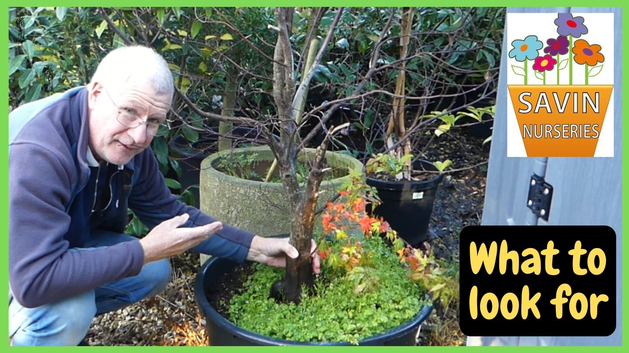 Simply the BEST Bonsai Nursery in England | 5 Buying Tips (Part 1)