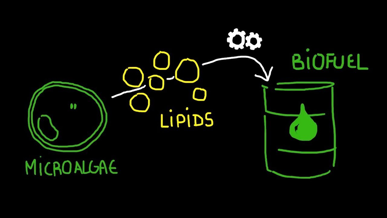 Micro-algae for tomorrow (Draw My PhD with Sakina Bensalem)