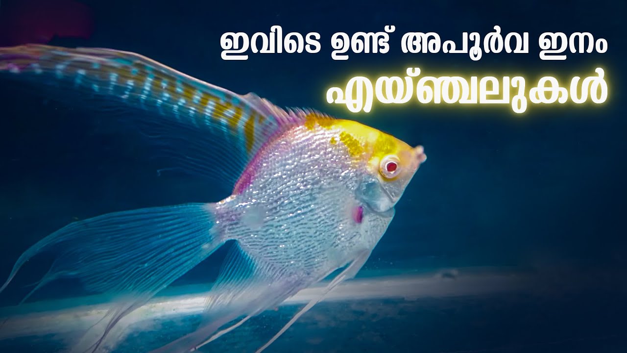 വിവിധ ഇനം എയ്‌ഞ്ചല്‍ മത്സ്യങ്ങള്‍ | Angel Fish Farming | Ornamental Fish Farm