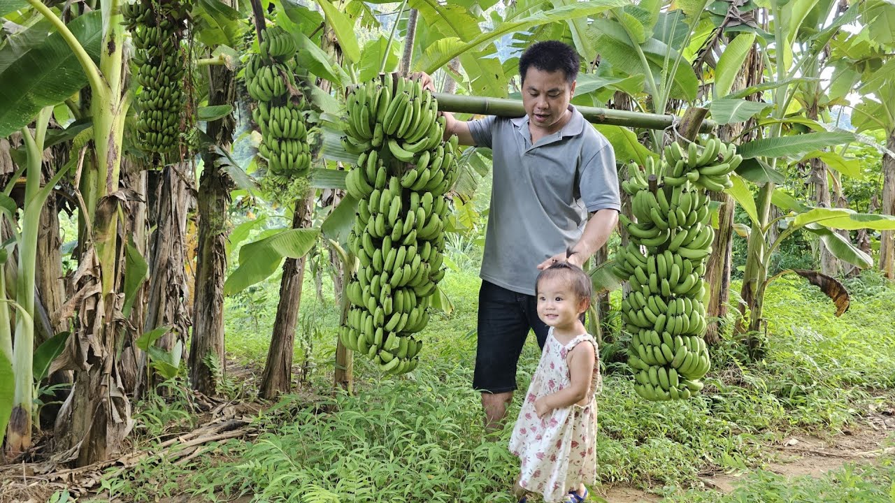 Harvesting big bananas goes to the market sell-Weed the grass and plant flowers /XuanTruong