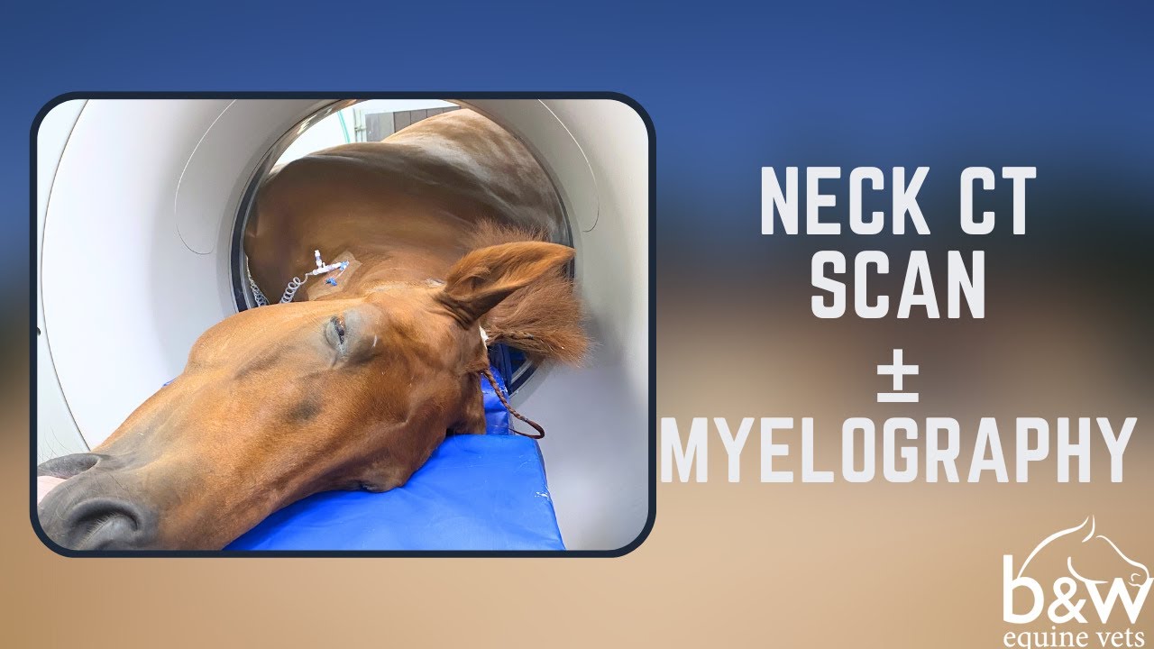 Cervical (Neck) CT Scan ± Myelography - Equine Imaging - B&W Equine Hospital