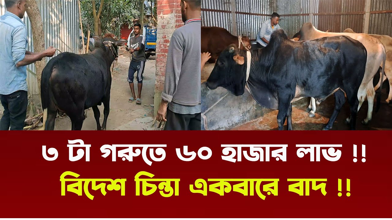বিদেশের চিন্তা বাদ দিয়ে ৩ টা গরু থেকে ৬০ হাজার লাভ | Goru Palon | Nibir Krishi 