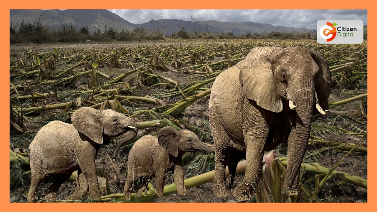 Farmers decry the destruction on farms by Elephants
