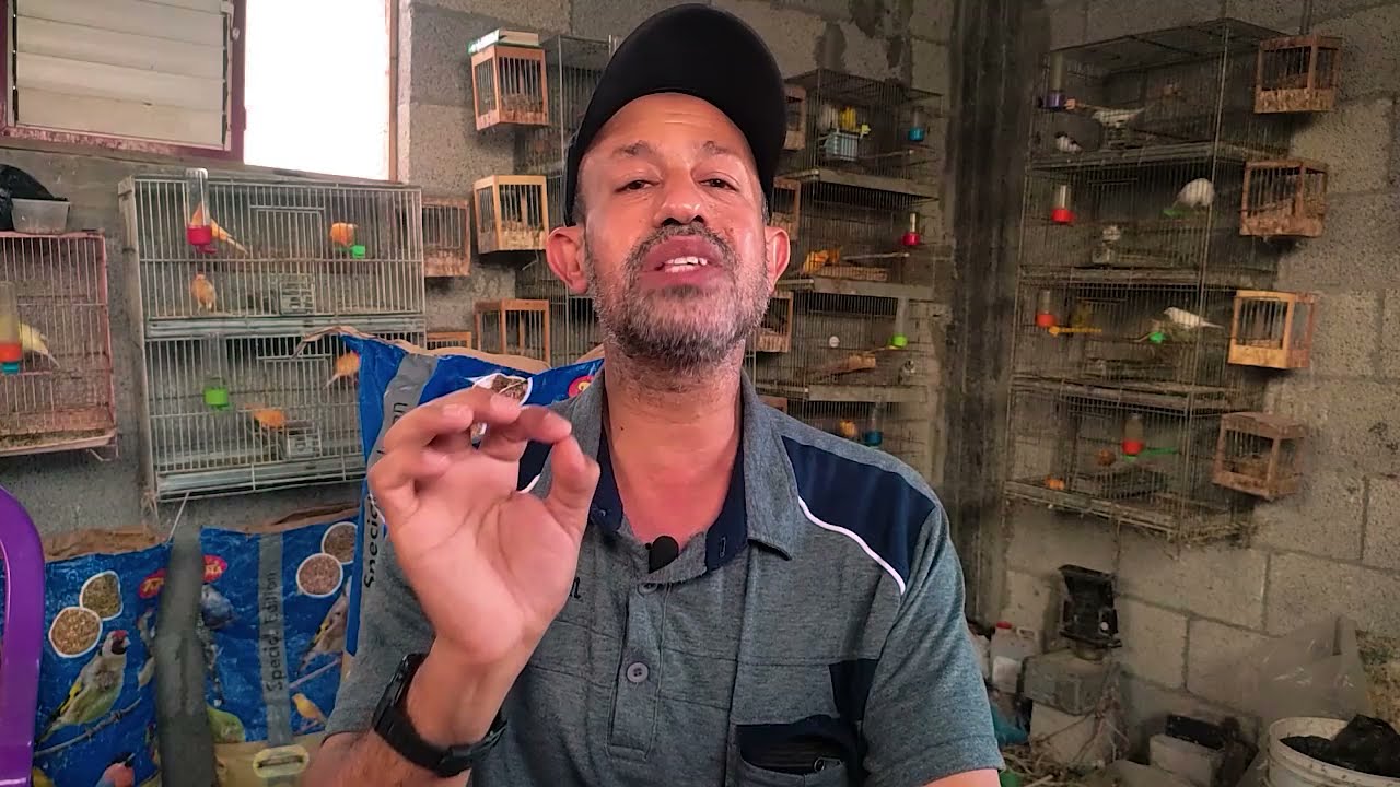 تشخيص وعلاج الكناري والحسون والعصافير منذ البداية #الجزءالأول #عرض للعصافيرالتسعة في مرحلة التعافي.