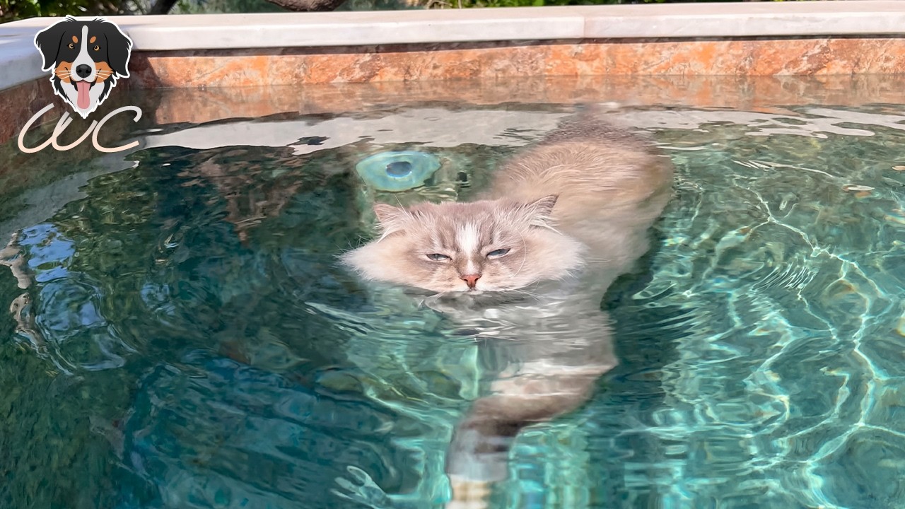 The Medical Condition That Turned This Cat Into a Swimmer | WC