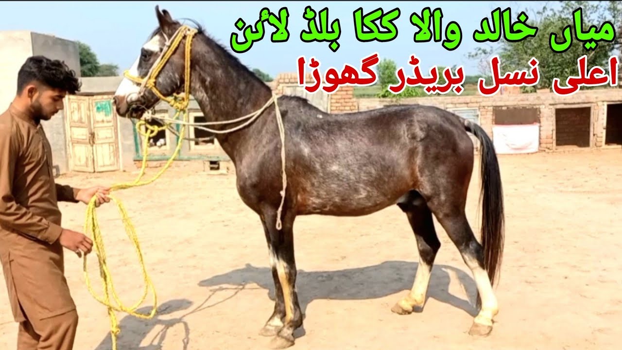 Pakistan,s most popular blood line|kaka blood line|most beautiful stallion in Pakistan