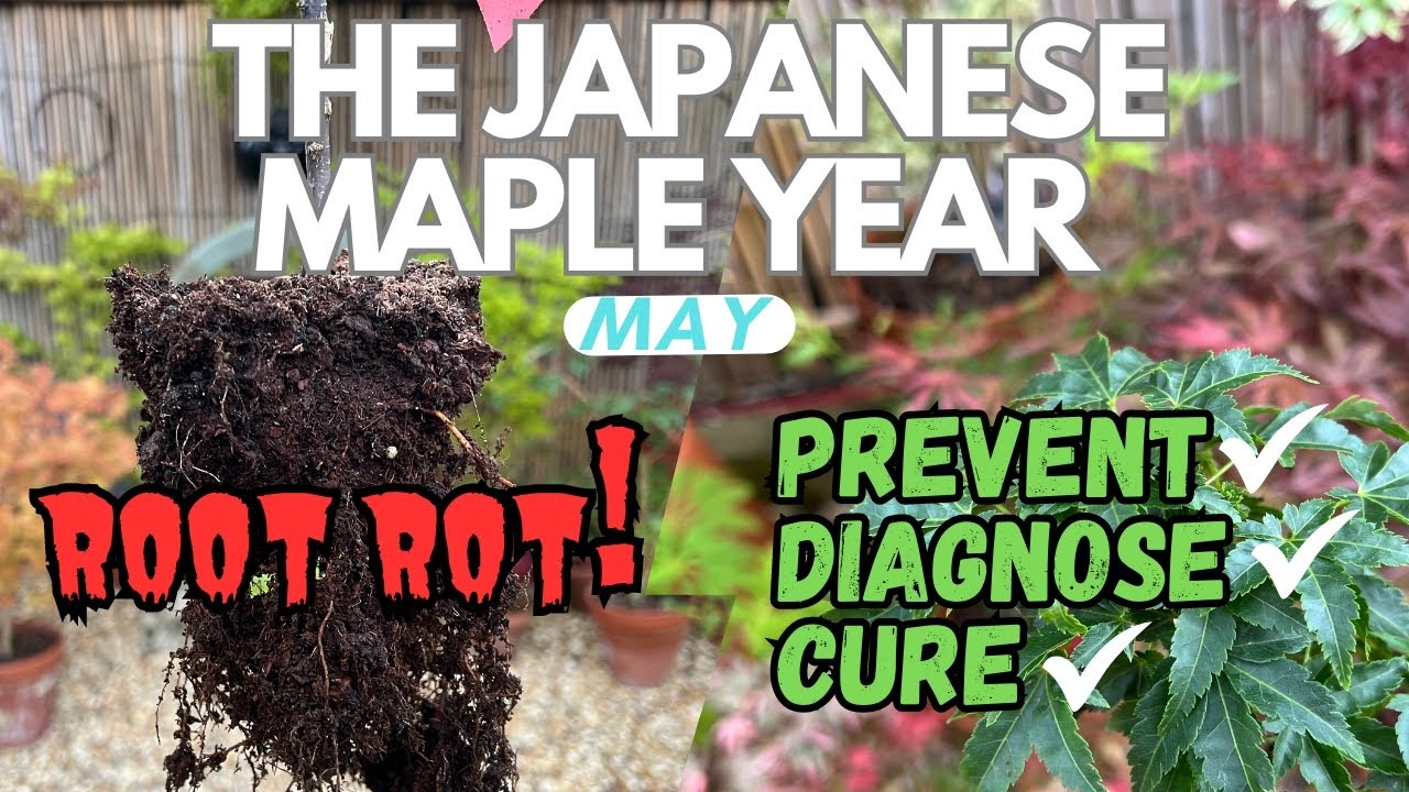 Japanese Maples: Root Rot - Prevent Diagnose Cure!
